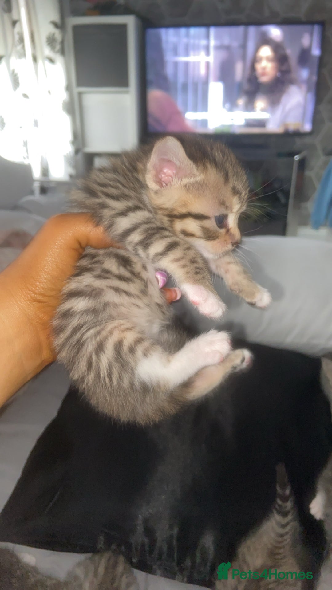 Mixed Breed cats for sale: 6 x stunning British shorthair kittens ❤️ - Image 9