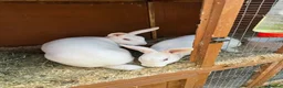 Mixed Breed rabbits for sale: Rabbits  - Advert 5