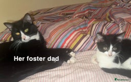 Mixed Breed cats for sale: Moomoo the freckled kitten - Advert 6