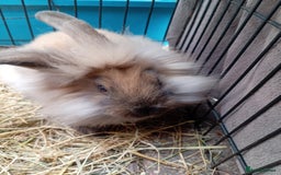 Mini Lion Lop rabbits for sale: 3 boys 1 girl mini lion lop - Image 6