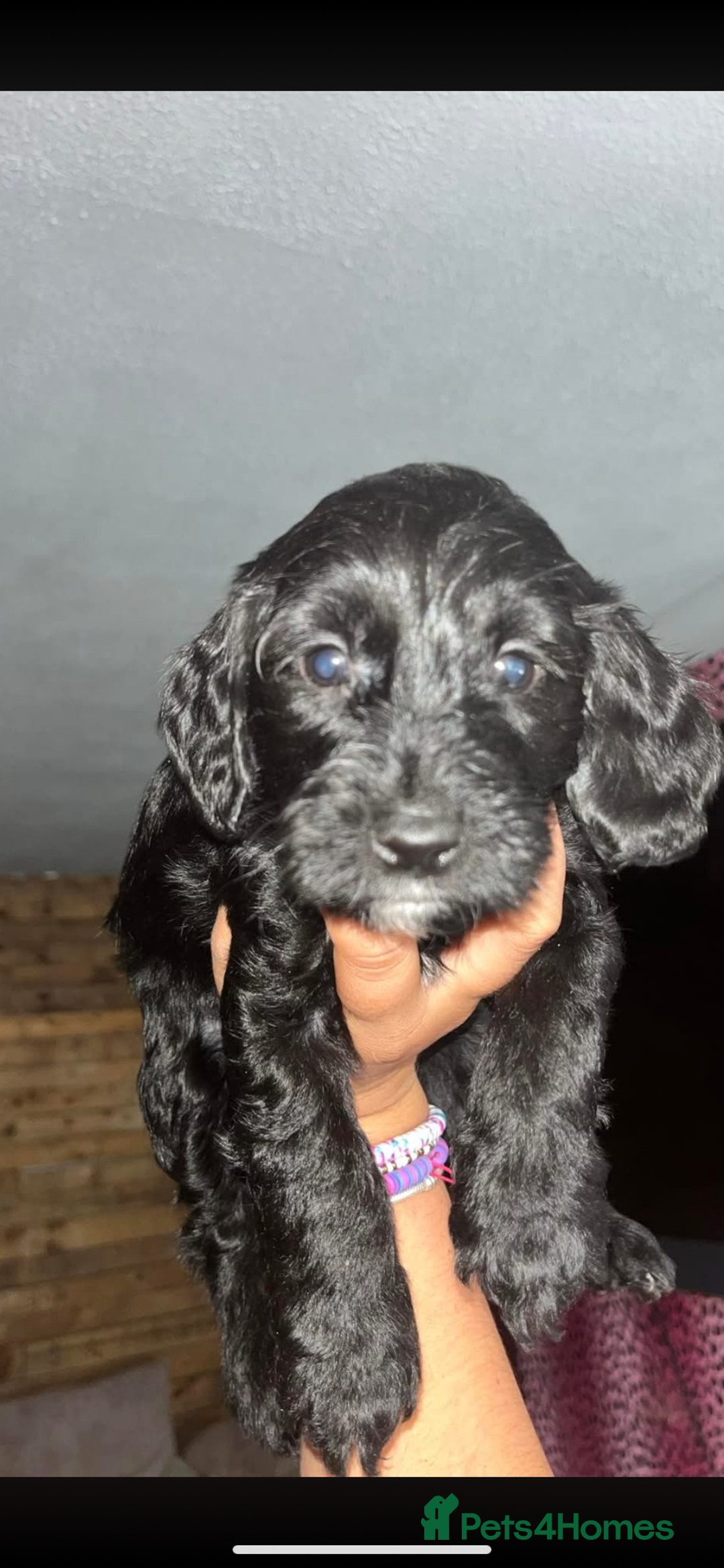 Cockapoo dogs for sale: Beautiful COCKAPOO pups  - Image 7
