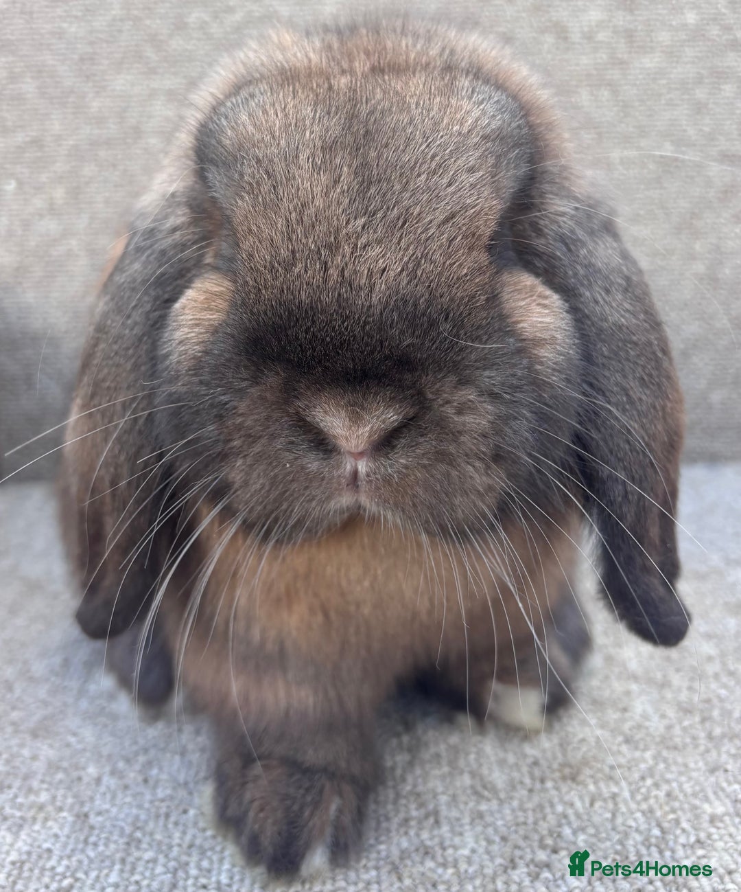 Dwarf Lop rabbits for sale: Dwarf Lop Baby Rabbits - Advert 2