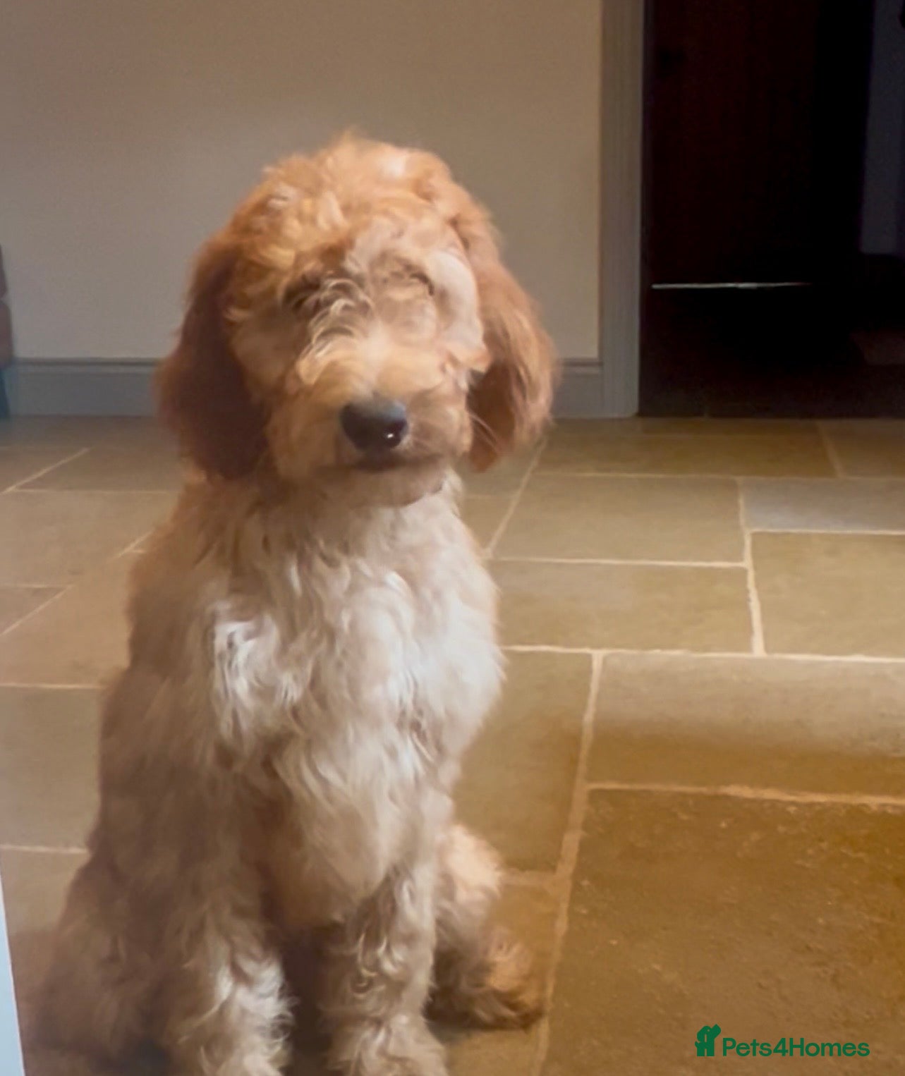 Goldendoodle dogs Irishdoodle Girls Need Their New homes  - Advert 1