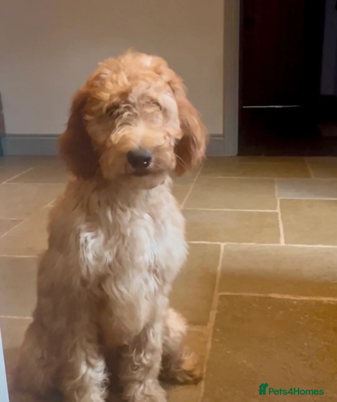 Goldendoodle dogs for sale: Irishdoodle Girls Need Their New homes  - Advert 1