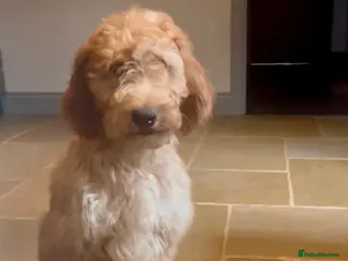 Goldendoodle dogs Irishdoodle Girls Need Their New homes - Advert 1