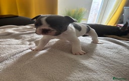 French Bulldog dogs for sale: Adorable French bulldog puppies for sale - Image 32