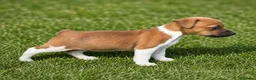 Jack Russell dogs for sale: Pure breed short tail Jackrussell pups  - Advert 4