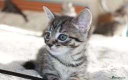 Bengal cats for sale: Adorable, affectionate, so cute kittens for sale!! - Image 9