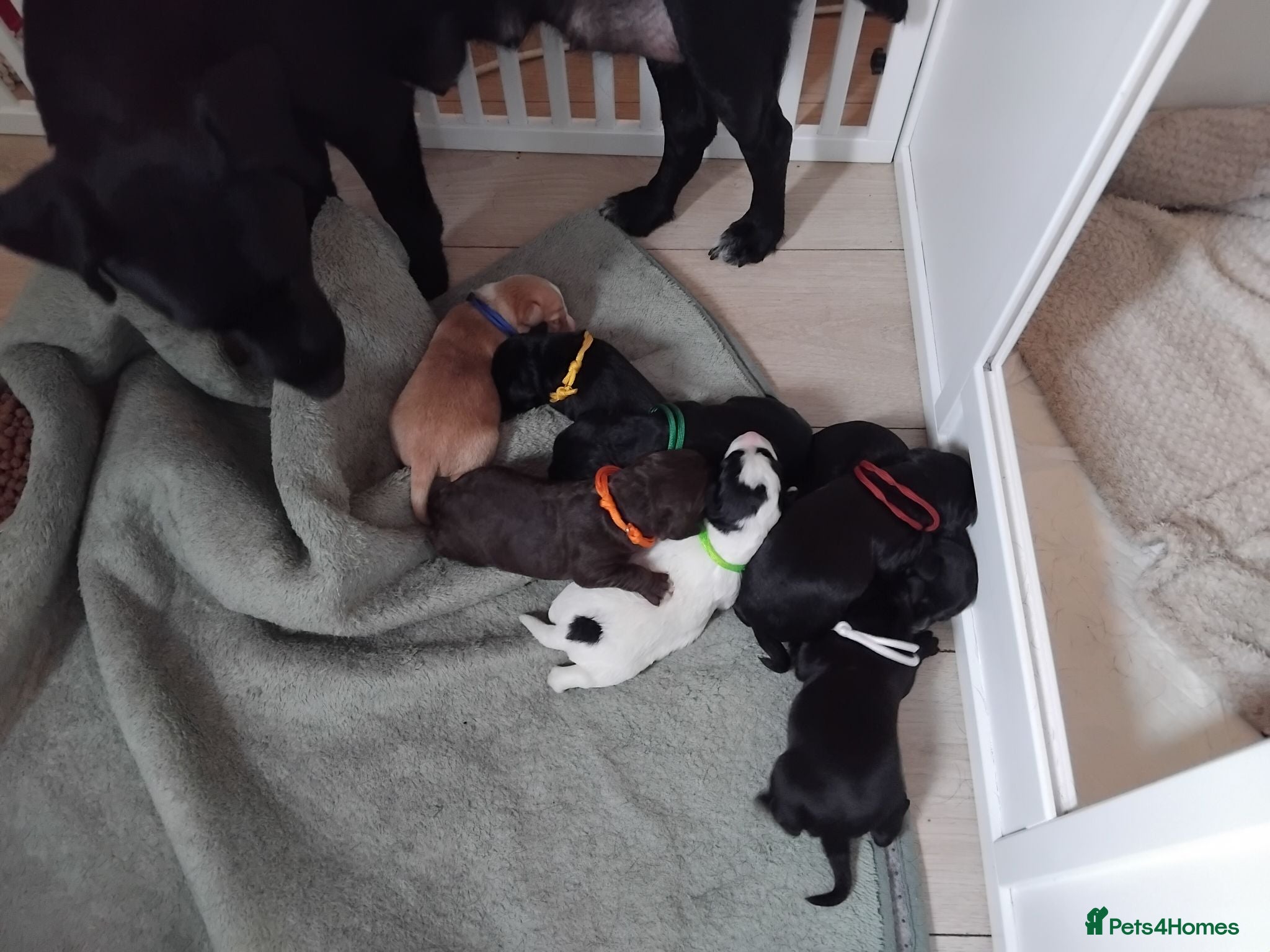 Mixed Breed dogs Cockerspaniel x labradorx - Advert 1