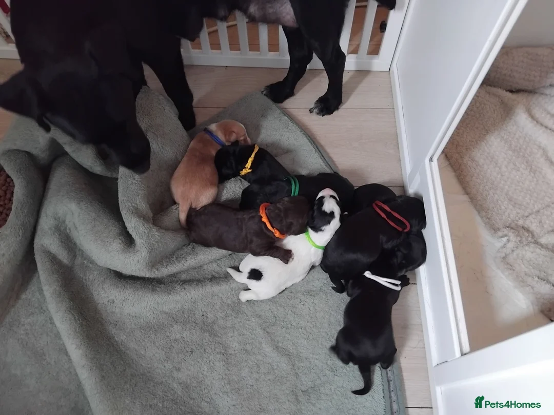 Mixed Breed dogs for sale: Cockerspaniel x labradorx - Advert 1