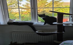 Mixed Breed cats for sale: 2 adorable cats looking for a new loving home - Image 4
