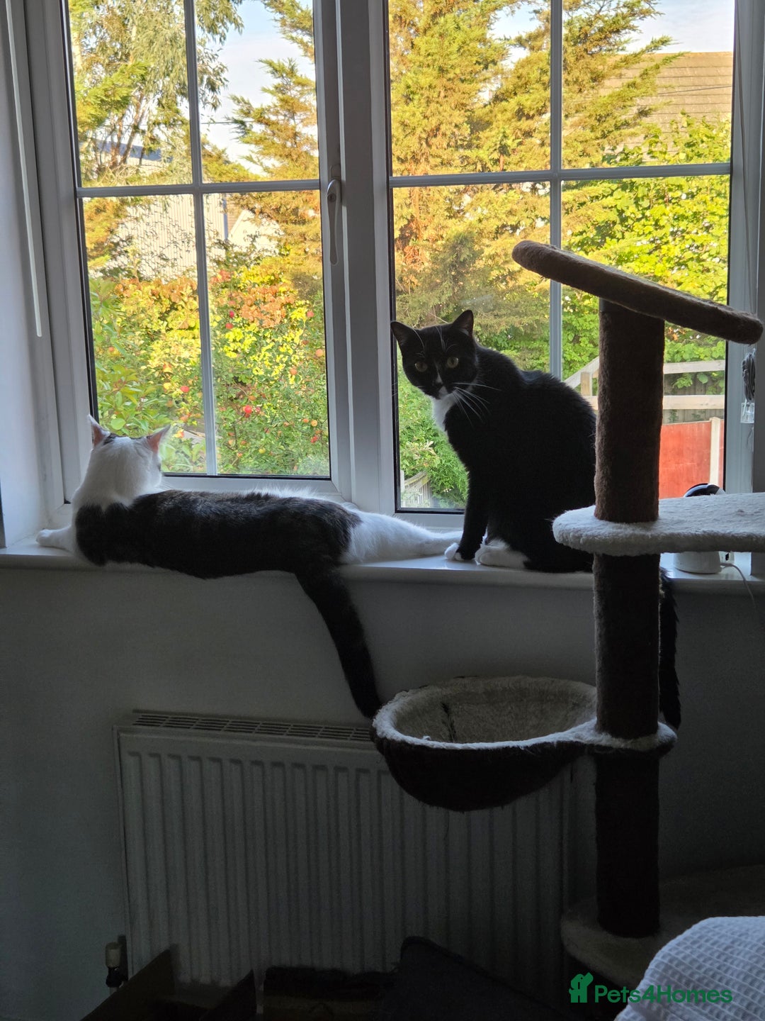 Mixed Breed cats for sale: 2 adorable cats looking for a new loving home - Image 4