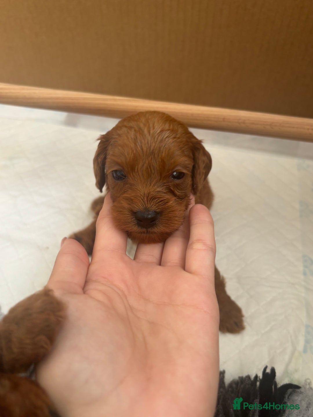 Cavapoo dogs for sale: Fox RED Cavapoo Puppies - Image 27