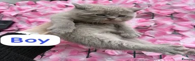 British Shorthair Kitten 1