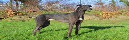 Greyhound dogs for sale: Retired Greyhounds for Rehoming  - Advert 5