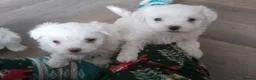 Maltese dogs for sale: Outstanding Pedigree Maltese puppets for sale - Advert 1