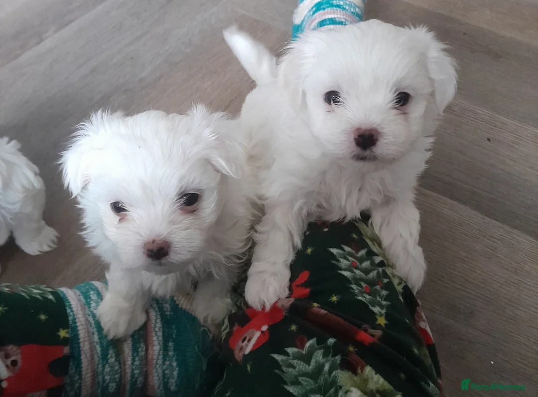 Maltese dogs for sale: Outstanding Pedigree Maltese puppets for sale - Advert 1