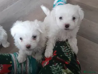 Maltese dogs Outstanding Pedigree Maltese puppets for sale - Advert 10