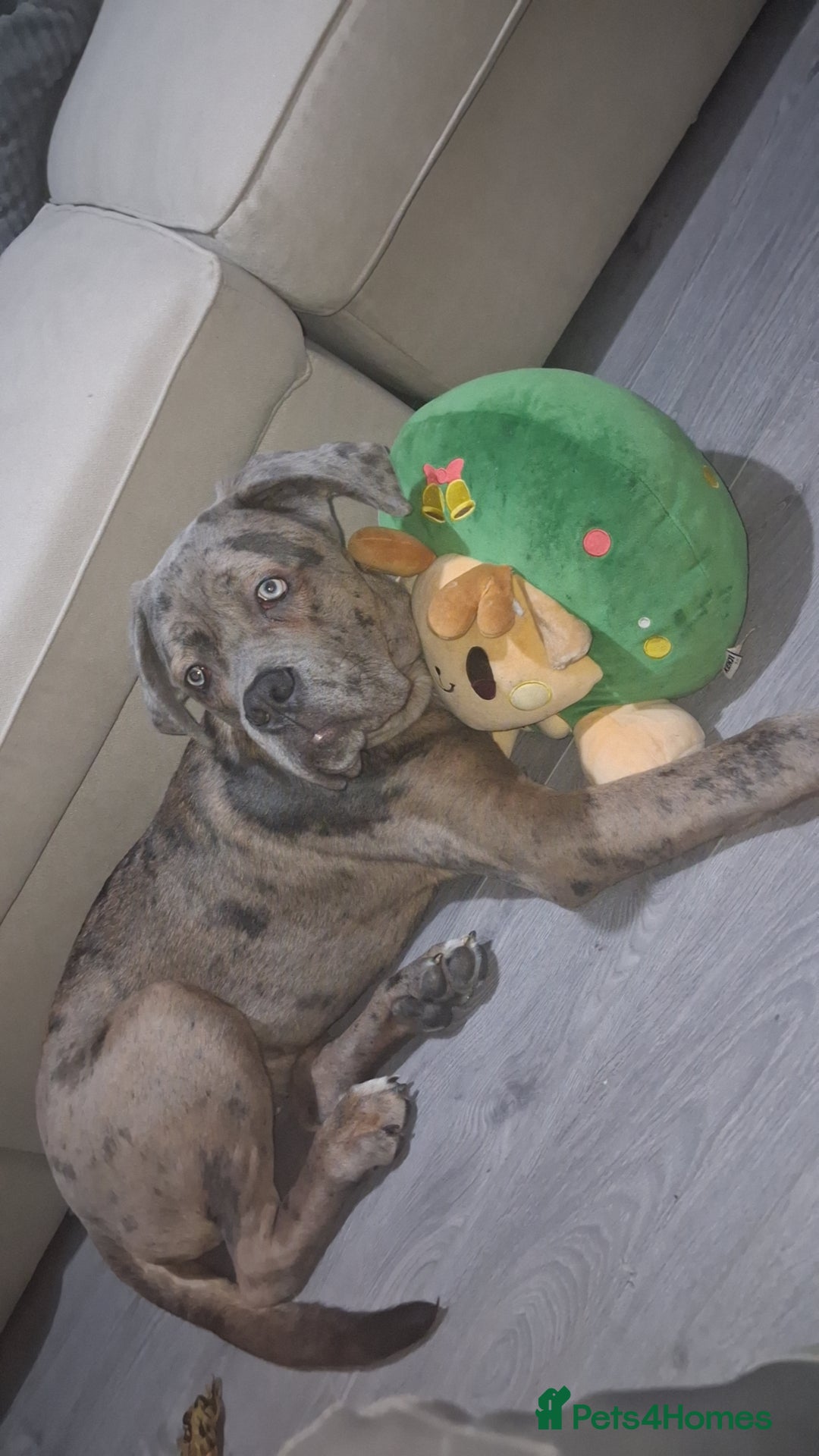 Cane Corso dogs for sale: Merle Cane Corso - Advert 8