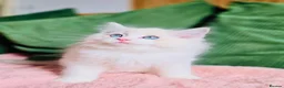 Ragdoll cats for sale: READY NOW — BEAUTIFUL RAGDOLL KITTENS - Advert 2