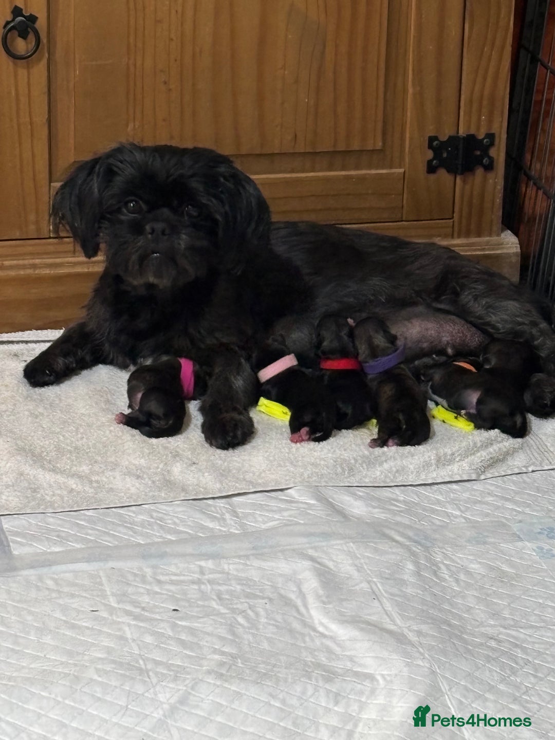Shih Tzu dogs for sale: 2x girls  - Image 2