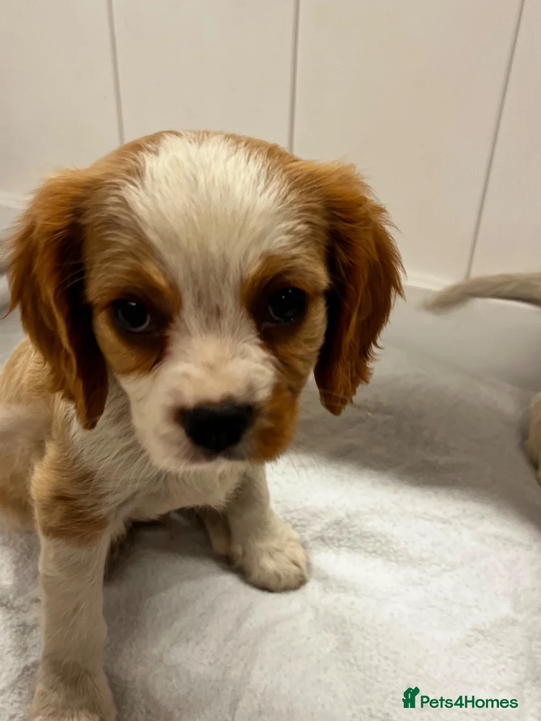 Cavalier King Charles Spaniel dogs for sale: 🐾AMAZING KC REGISTERED CAVALIERS 🐾 - Advert 1
