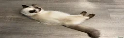 Ragdoll cats for sale: 1 Year Old Ragdoll Females- TICA registered - Advert 14