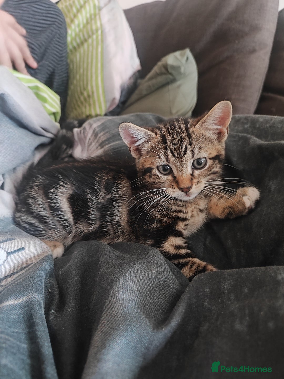 Mixed Breed cats for sale: Cute boy looking for forever ,loving home - Image 4