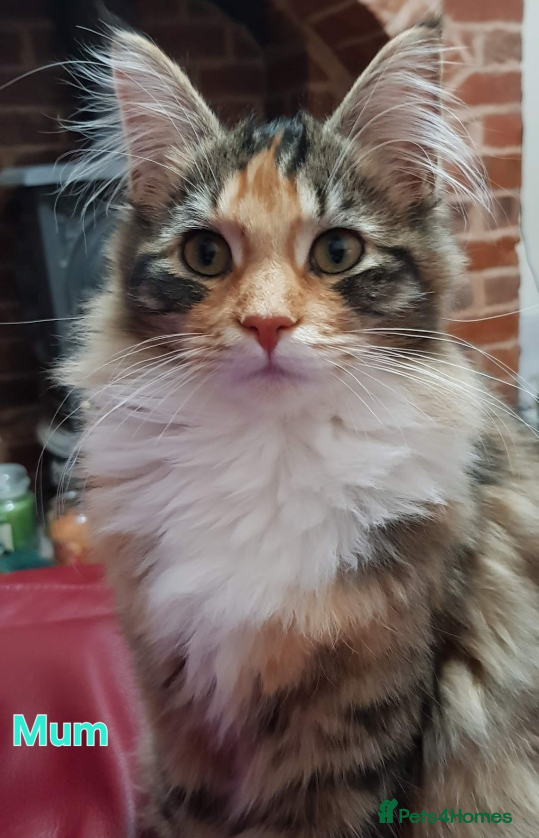 Mixed Breed cats for sale: Maine Coon X Kittens Still Available!! - Image 11