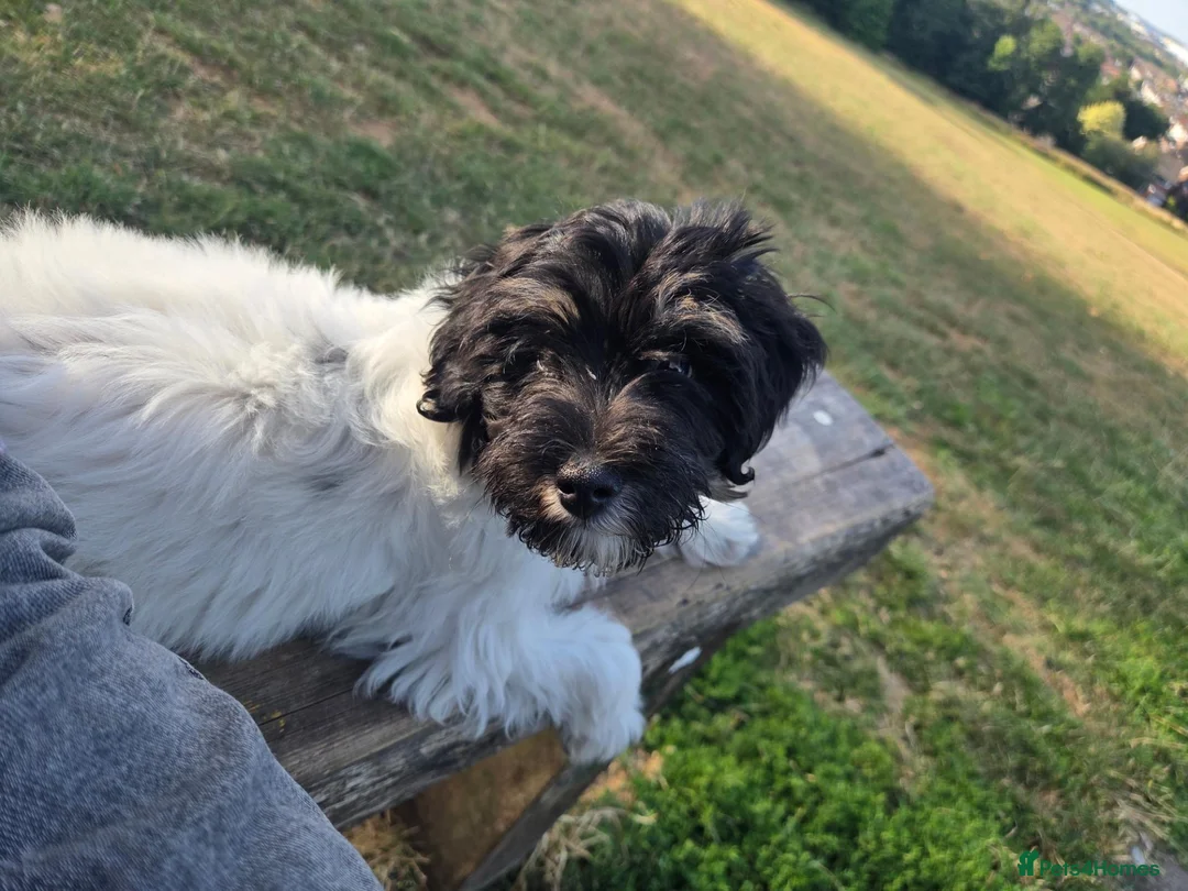 Mixed Breed dogs for sale: Messi - Advert 1