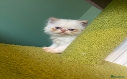 Persian cats for sale: Persian kittens  - Image 8