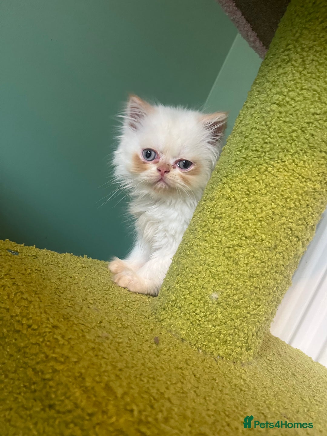 Persian cats for sale: Persian kittens  - Image 8