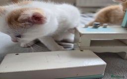 Mixed Breed cats for sale: Beautiful fluffy ginger kittens - Image 18