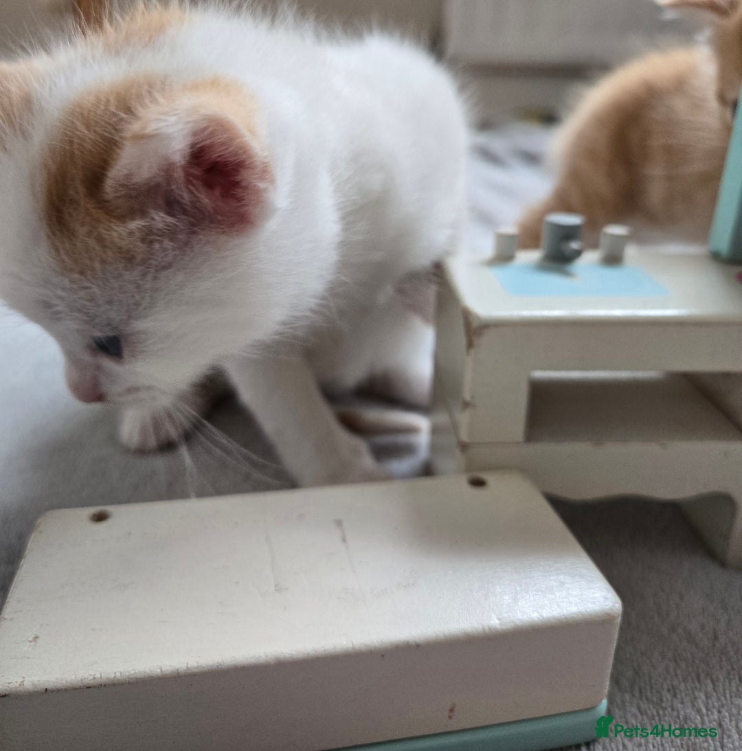 Mixed Breed cats for sale: Beautiful fluffy ginger kittens - Image 18