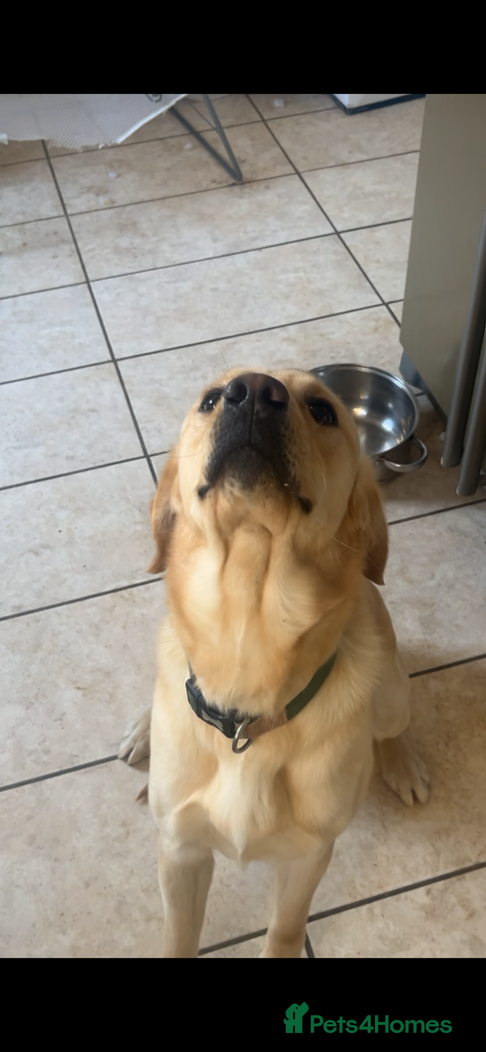 Goldador dogs 2 year old boy  - Advert 4