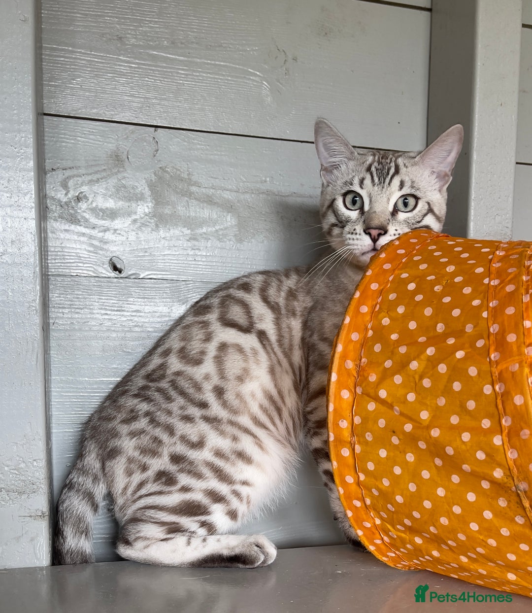 Bengal cats for sale: Sensational Seal Silver Mink Active Bengal Stud - Image 8