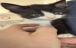 Mixed Breed cats for sale: 4 black and white kittens  - Image 4