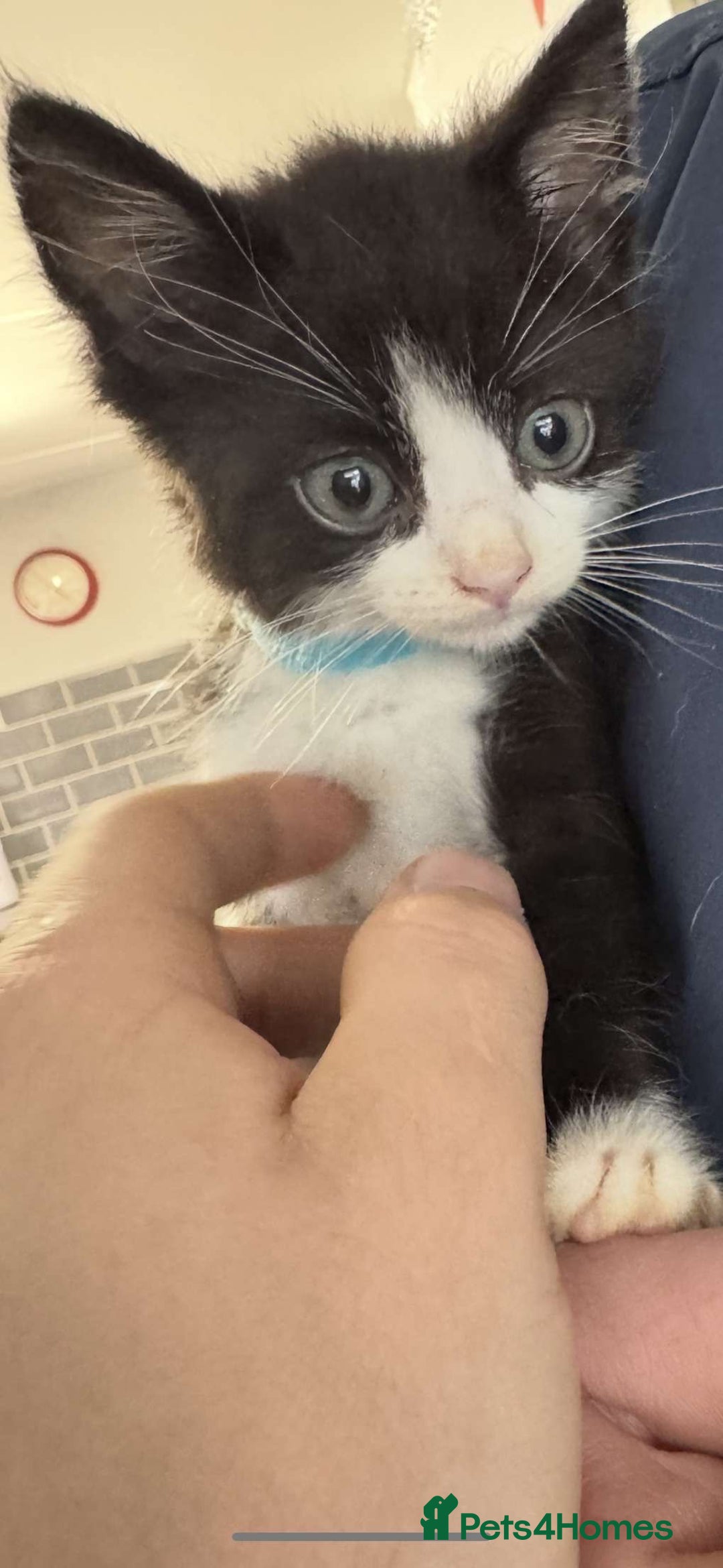 Mixed Breed cats for sale: 4 black and white kittens  - Image 4