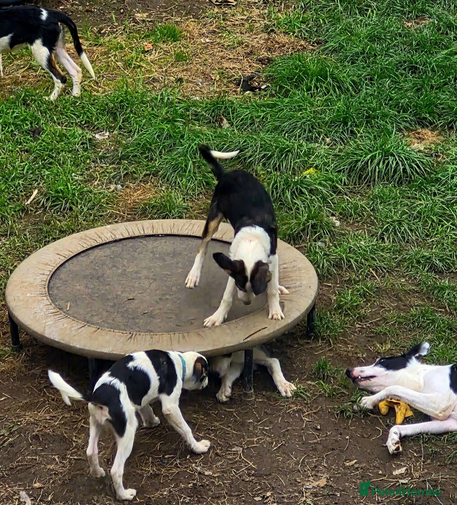 Border Collie dogs 4 Border Collie Pups  - Advert 3