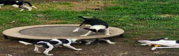 Border Collie dogs for sale: 4 Border Collie Pups  in Swansea - Advert 1