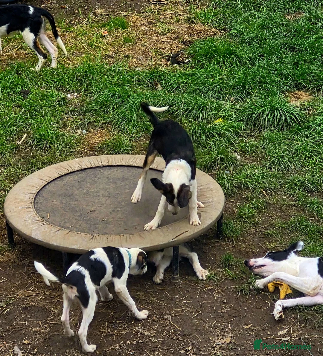 Border Collie dogs for sale: 4 Border Collie Pups  in Swansea - Advert 1