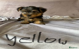 Yorkshire Terrier dogs for sale: Miniature Yorkshire Terrier  - Image 6
