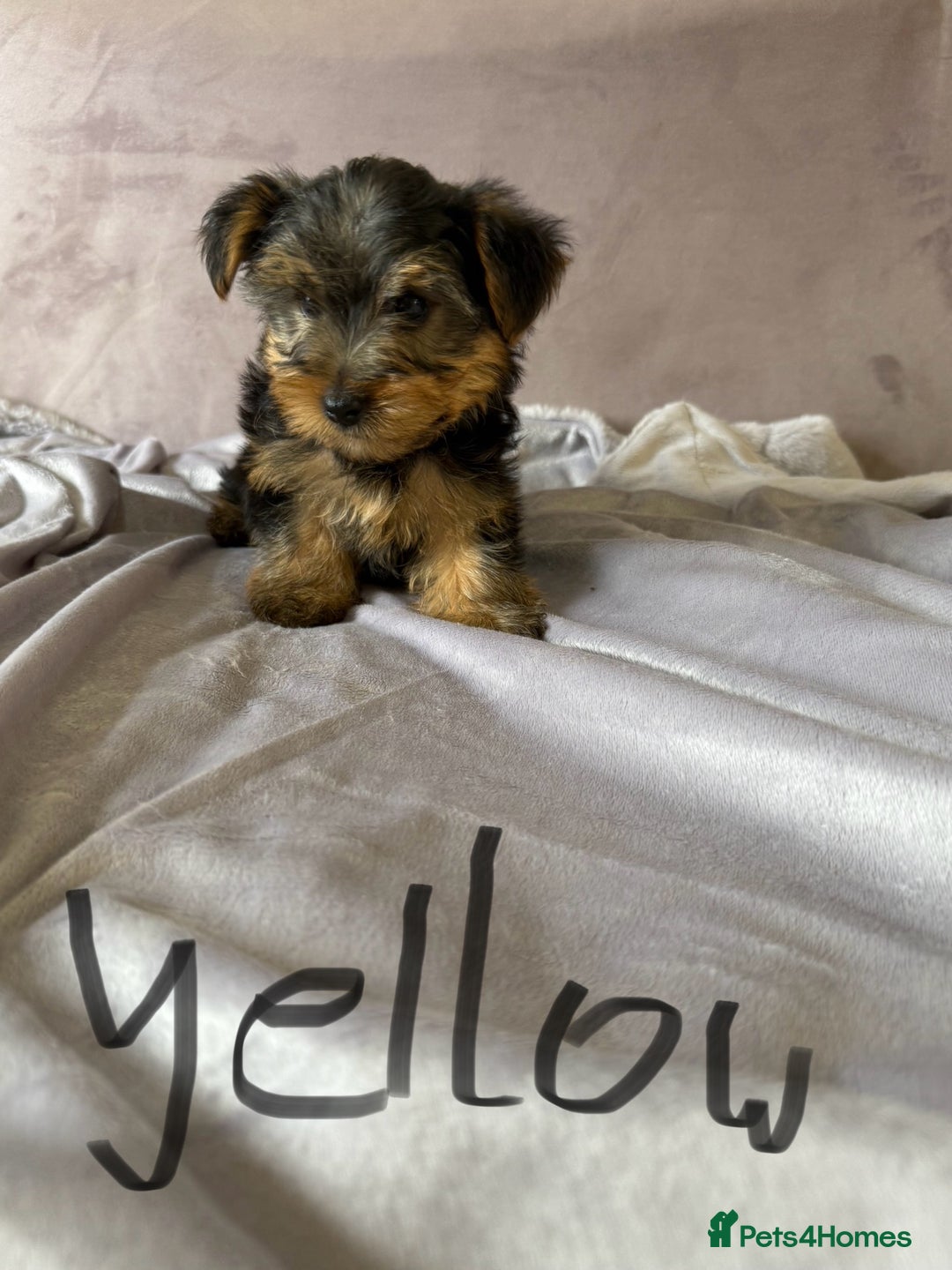 Yorkshire Terrier dogs for sale: Miniature Yorkshire Terrier  - Image 6