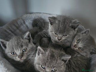 British Shorthair cats - Advert 12