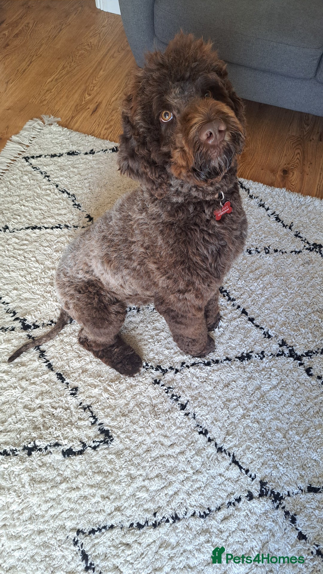 Mixed Breed dogs for sale: Springer-doodle for rehome - Advert 1