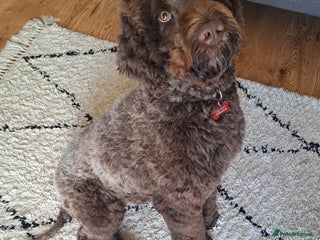 Mixed Breed dogs Springer-doodle for rehome - Advert 1