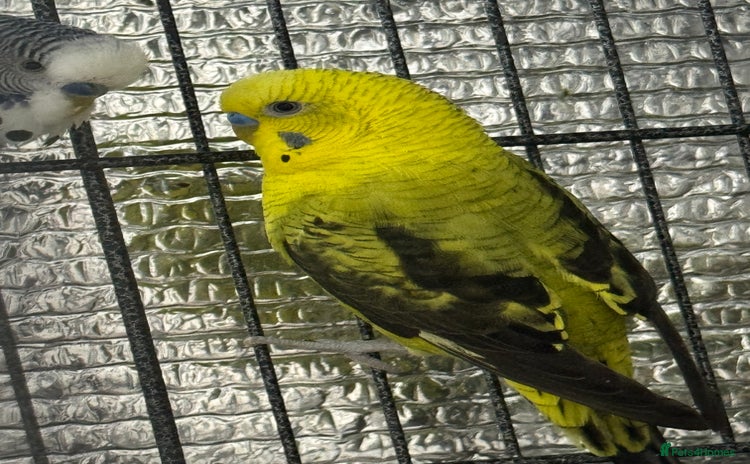 Budgerigars birds - Advert 2