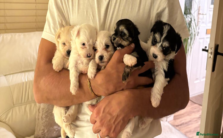 Morkie dogs - Advert 3