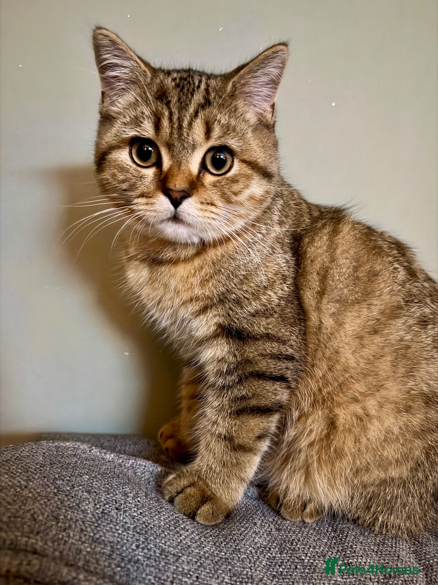 British Shorthair cats 1 LEFT British Shorthair Kittens - Gold/White - Advert 1