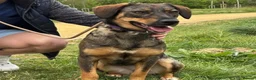 Mixed Breed dogs for adoption: Misty (Shepherd/Hound mix) in Bushey - Advert 6